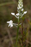 Snowy orchid